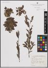Foto von Salix cantabrica Rech. f.